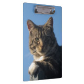 Tabby Cat - Klembord (Rechts)