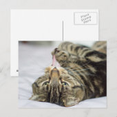 Tabby Cat Licking Paw Briefkaart (Voorkant / Achterkant)