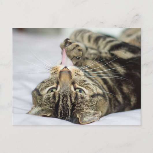 Tabby Cat Licking Paw Briefkaart (Voorkant)