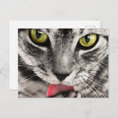 Tabby Cat Licking Paw Briefkaart (Voorkant / Achterkant)