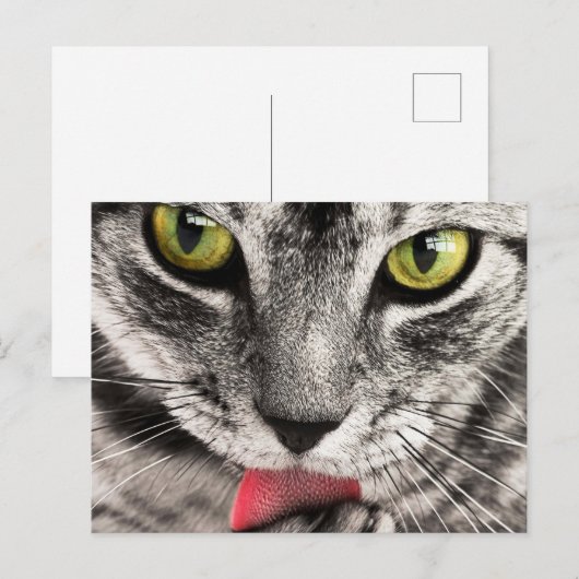 Tabby Cat Licking Paw Briefkaart (Voorkant / Achterkant)