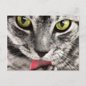Tabby Cat Licking Paw Briefkaart (Voorkant)