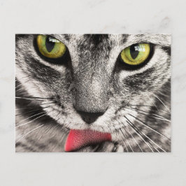 Tabby Cat Licking Paw Briefkaart