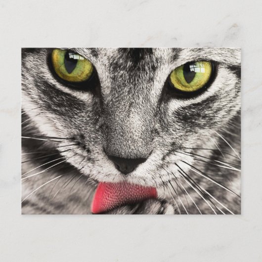 Tabby Cat Licking Paw Briefkaart (Voorkant)