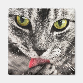 Tabby Cat Licking Paw Magneet