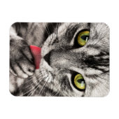 Tabby Cat Licking Paw Magneet (Horizontaal)
