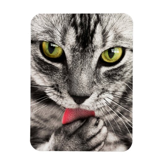 Tabby Cat Licking Paw Magneet (Verticaal)