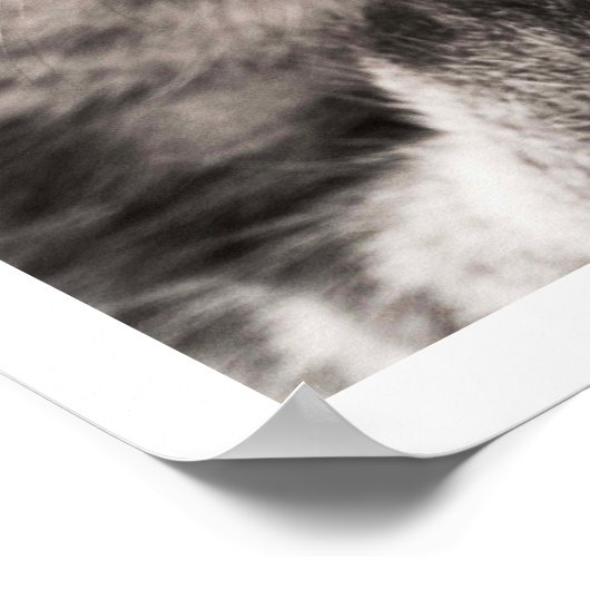 Tabby Cat Licking Paw Poster (Hoek)