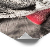 Tabby Cat Licking Paw Poster (Hoek)