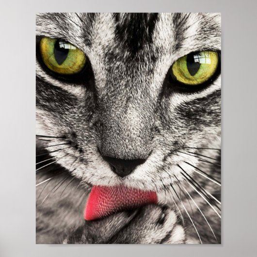 Tabby Cat Licking Paw Poster (Voorkant)