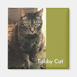 Tabby Cat Magneet retro groen
