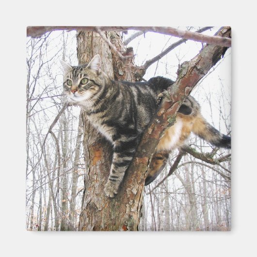 Tabby Cat Magnet (Voorkant)