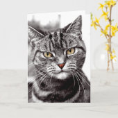 Tabby Cat met Attitude Kaart (Gele Bloem)