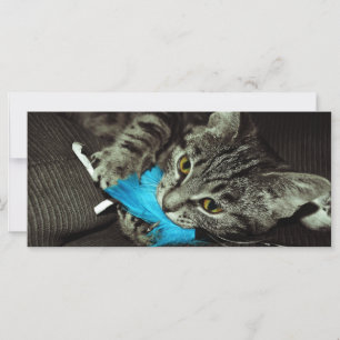 Tabby Cat met Veer van Shirley Taylor