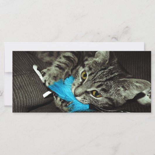 Tabby Cat met Veer van Shirley Taylor (Voorkant)