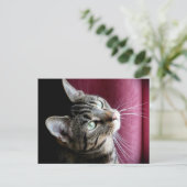 Tabby cat Note card Briefkaart (Staand voorkant)