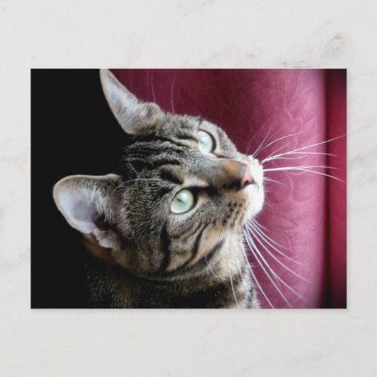 Tabby cat Note card Briefkaart (Voorkant)