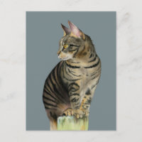 Tabby Cat on Wood Post Illustration "The Lookout"