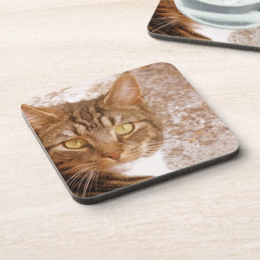 Tabby Cat Onderzetter (Linkerzijde)