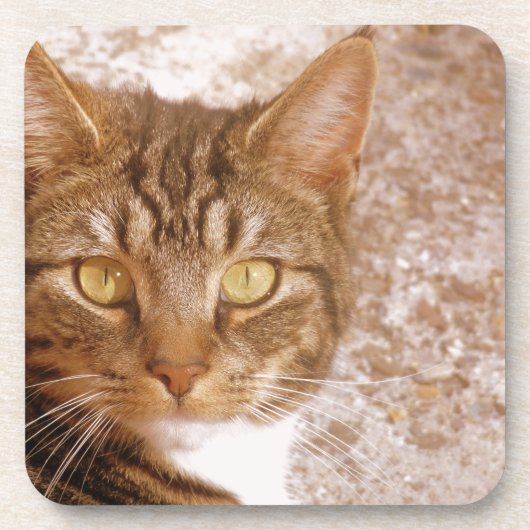 Tabby Cat Onderzetter (Voorkant)