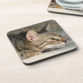 Tabby Cat Onderzetters (Linkerzijde)