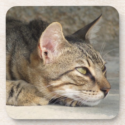 Tabby Cat Onderzetters (Voorkant)