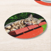 Tabby Cat Onderzetters (Gebogen)