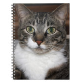 Tabby Cat Pet Animal Foto Notitieboek (Voorkant)