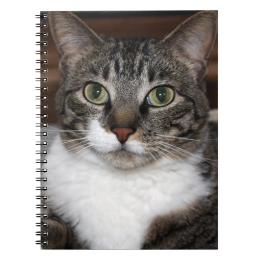 Tabby Cat Pet Animal Foto Notitieboek (Voorkant)