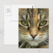 Tabby Cat Portrait Briefkaart (Voorkant / Achterkant)