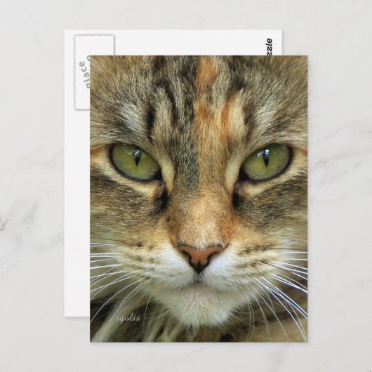 Tabby Cat Portrait Briefkaart (Voorkant / Achterkant)