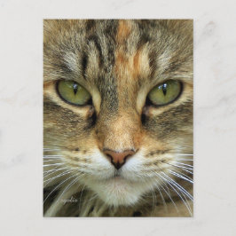 Tabby Cat Portrait Briefkaart