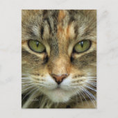 Tabby Cat Portrait Briefkaart (Voorkant)