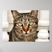 Tabby Cat Poster (Voorkant)