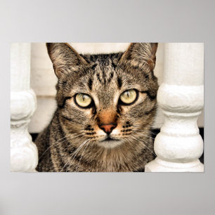 Tabby Cat Poster