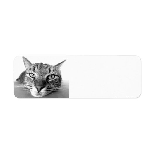 Tabby cat, retourneert adreslabels etiket (Voorkant)