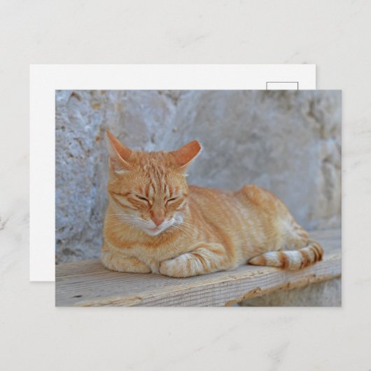 Tabby cat rust in Dubrovnik Briefkaart (Voorkant / Achterkant)