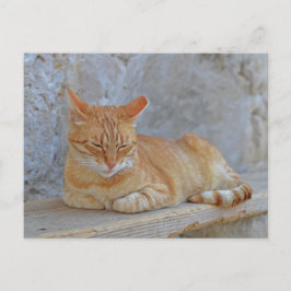 Tabby cat rust in Dubrovnik Briefkaart