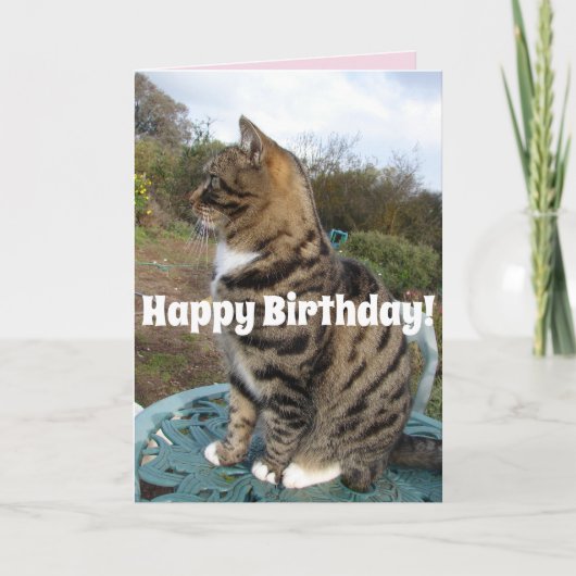 Tabby Cat Schattigee gestreepte katten Happy Birth Kaart (Voorkant)