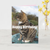 Tabby Cat Schattigee gestreepte katten Happy Birth Kaart (Gele Bloem)