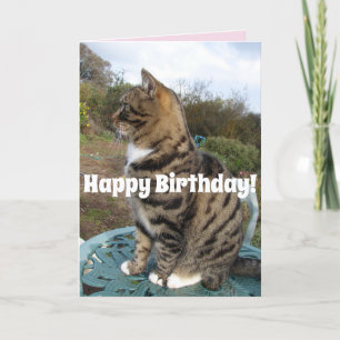 Tabby Cat Schattigee gestreepte katten Happy Birth Kaart