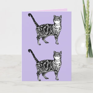 Tabby Cat Schattigee Katten Roze Kunst Tekening Ve Kaart