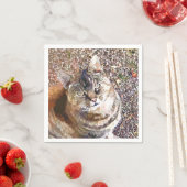 TABBY CAT SERVETTEN (Insitu)