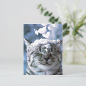 Tabby Cat Snow Splash Briefkaart (Staand voorkant)