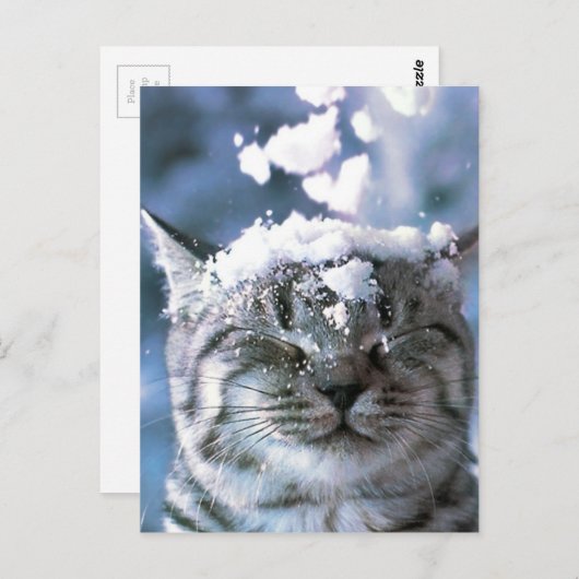 Tabby Cat Snow Splash Briefkaart (Voorkant / Achterkant)