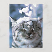Tabby Cat Snow Splash Briefkaart (Voorkant)