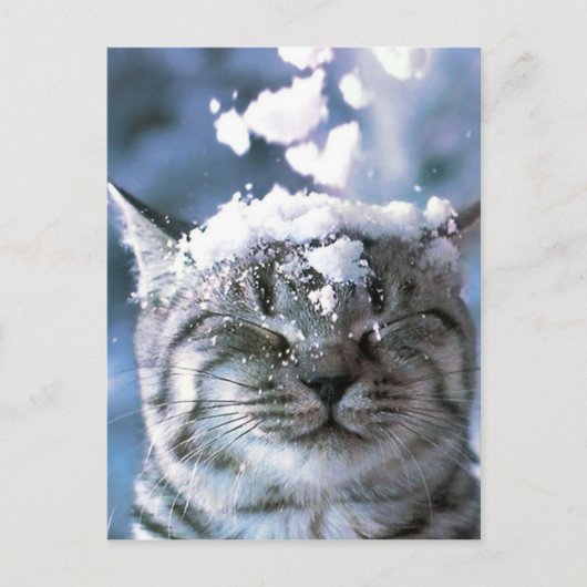 Tabby Cat Snow Splash Briefkaart (Voorkant)