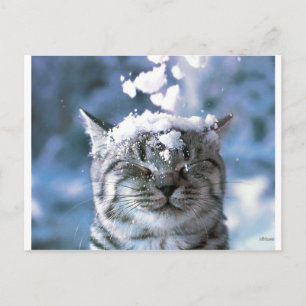 Tabby Cat Snow Splash Briefkaart