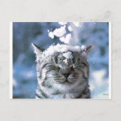 Tabby Cat Snow Splash Briefkaart (Voorkant)