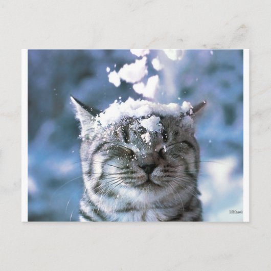 Tabby Cat Snow Splash Briefkaart (Voorkant)